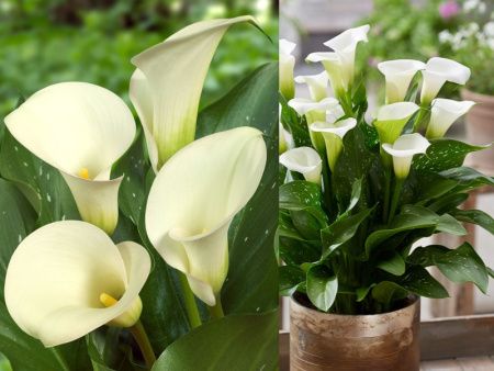 Капитан Вентуро1 Капитан Вентуро1