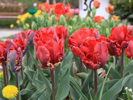 тюльпан Рококо