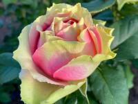 НоменклатураПрисоединенныеФайлы