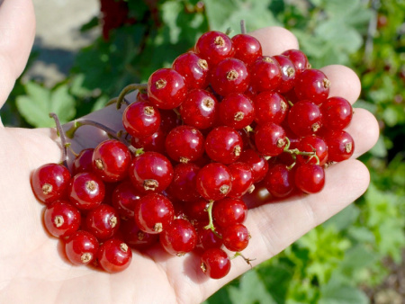 Смородина красная Йонкер Ван Тетс