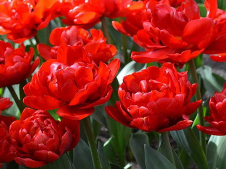 тюльпан дабл кросби