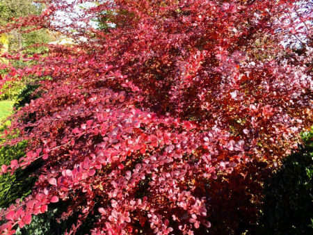 барбарис краснолистный1