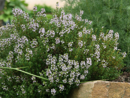 Тимьян обыкновенный Фрэдо