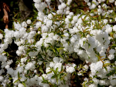 Вишня железистая Альба Плена