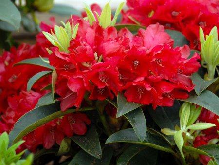 рододендрон таррагона рододендрон таррагона