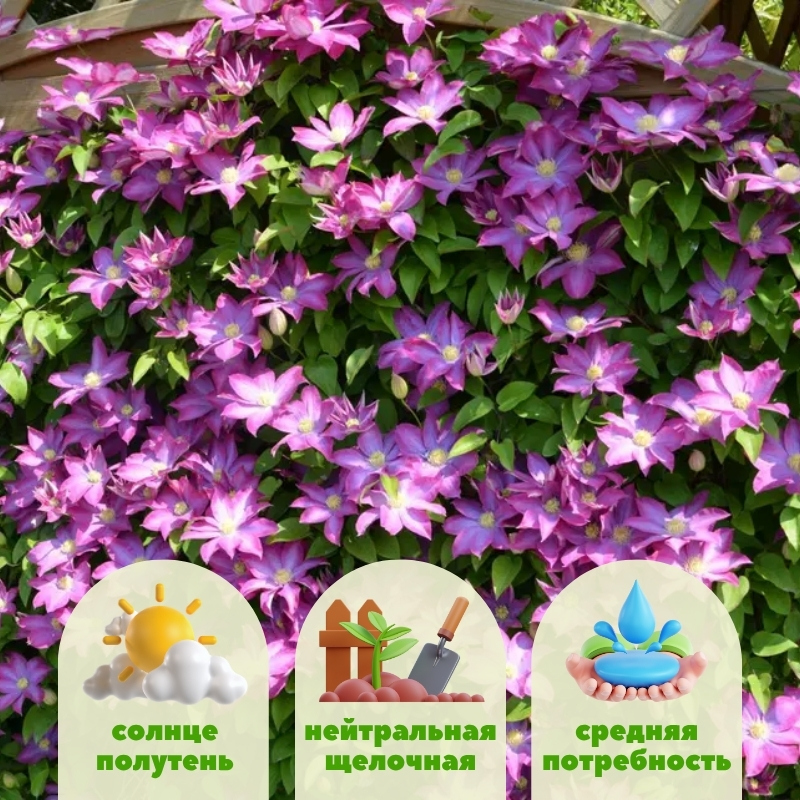 Клематис Какио фото и описание. Саженцы в каталоге интернет магазина Долина роз. Клематис Какио фото