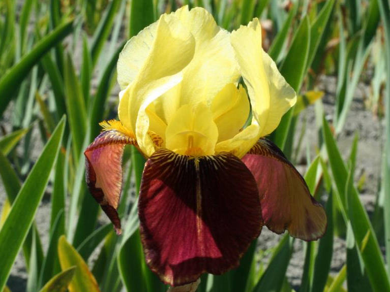 Ирис Rajah Brooke (Райях Брук) ирис rajah brooke (райях брук)