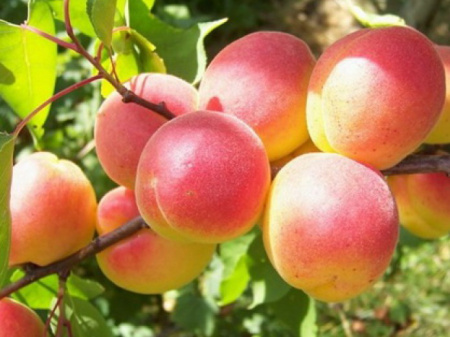 Красный Партизан