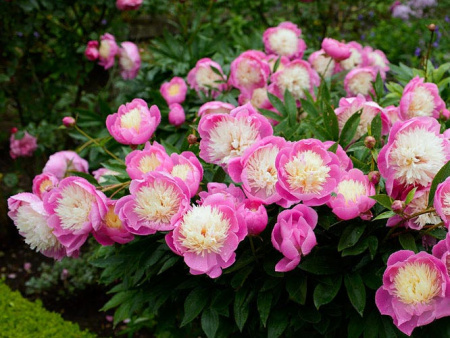 Bowl_of_Beauty_июнь_пионы_4_DSC0058_b_jpg.jpg1с