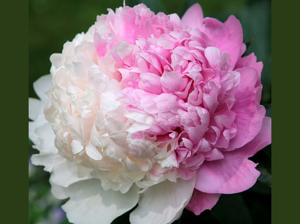 Пион Mr. Ed (Мистер Эд) пион mr. ed (мистер эд)