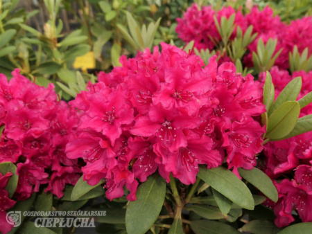 рододендрон Неон Кисс