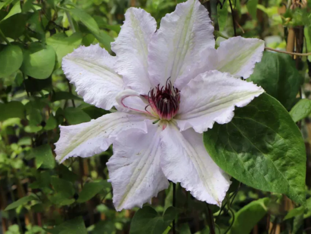 НоменклатураПрисоединенныеФайлы