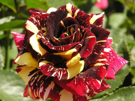 роза ФОкус покус1