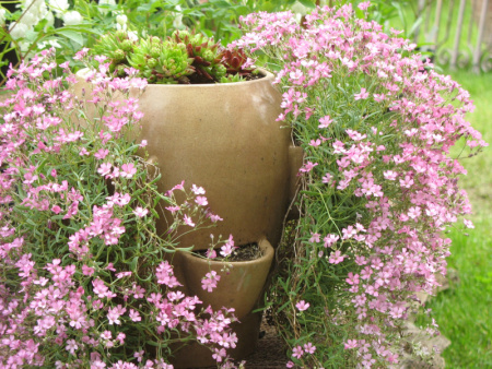 гипсофила мет розовая