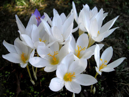 НоменклатураПрисоединенныеФайлы