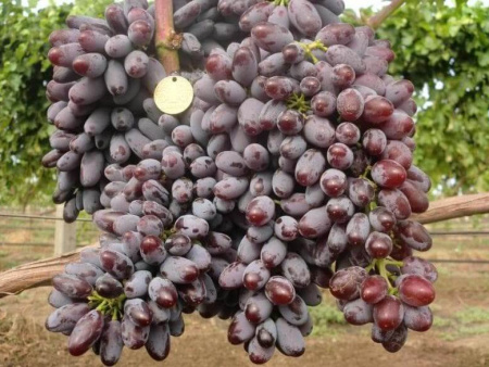 виноград Юпитер виноград Юпитер