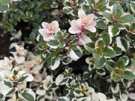 тимьян лимонный