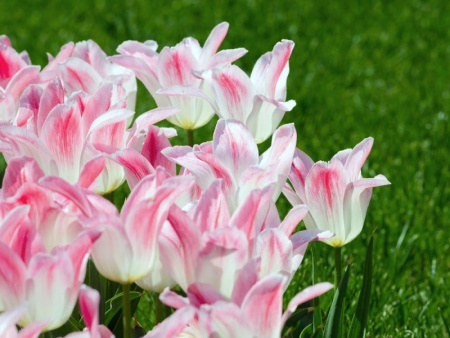 тюльпан Холланд Чик