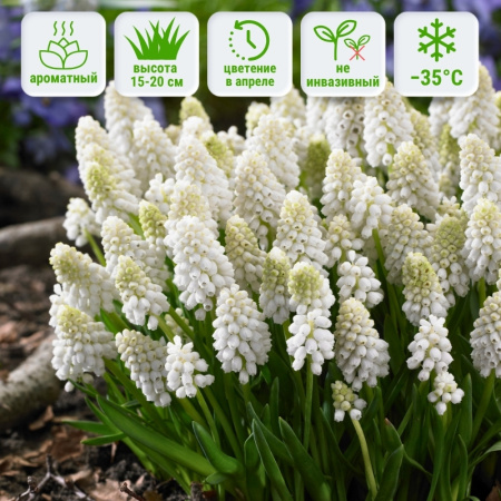 Мускари Уайт Мэджик 