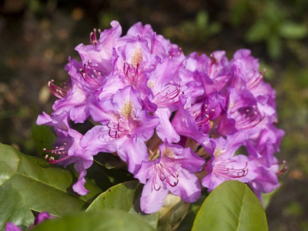 НоменклатураПрисоединенныеФайлы