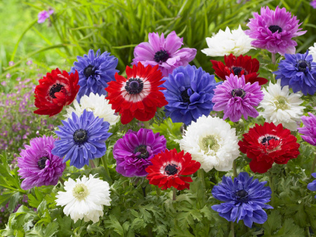 анемона Бриджит микс