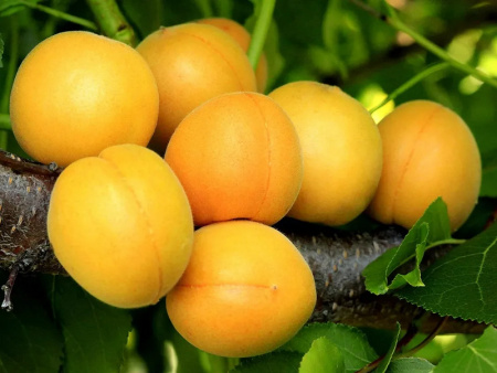 абрикос королевский