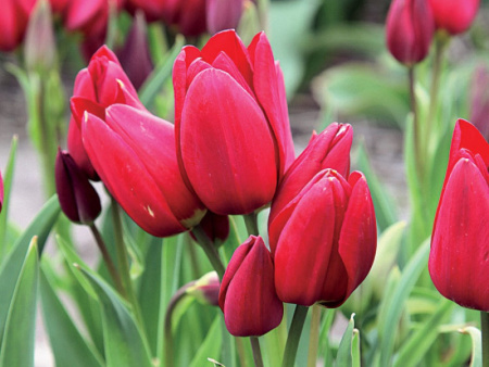 тюльпан волфлавер1