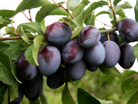 НоменклатураПрисоединенныеФайлы