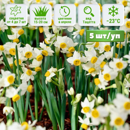 Нарцисс канальцевый