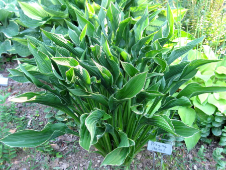 хоста пр хард