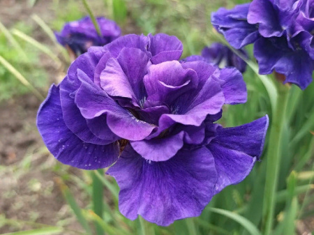 ирис Дабл Стандарт