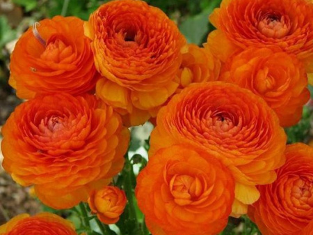 лютик оранжевый11