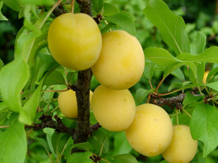 Злато скифов0