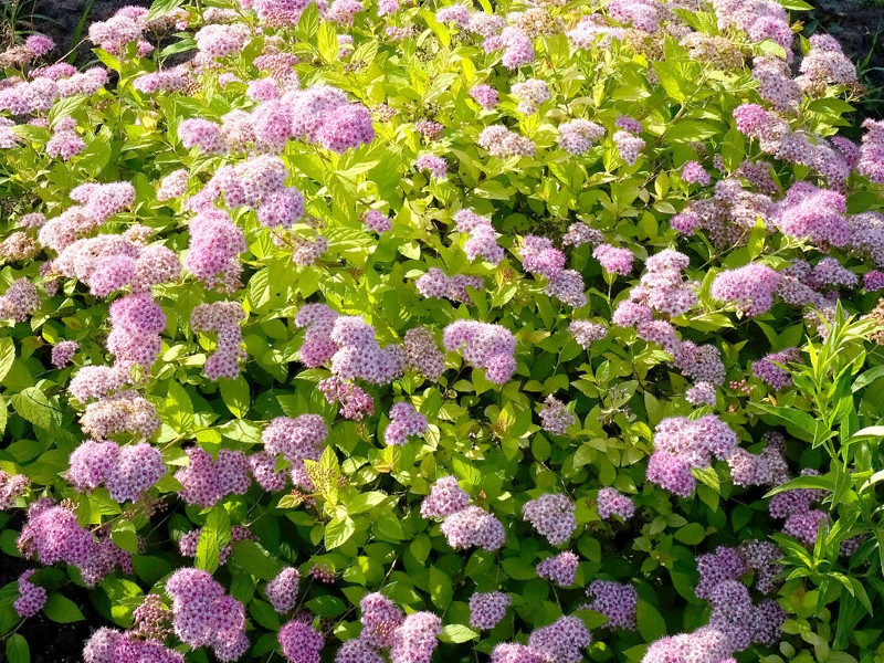 Спирея японская Голден принцесс фото и описание. Саженцы в каталоге интернет магазина Долина роз. Спирея японская Голден принцесс фото