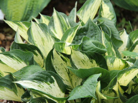 НоменклатураПрисоединенныеФайлы