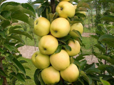 яблоня колоновидная Медок