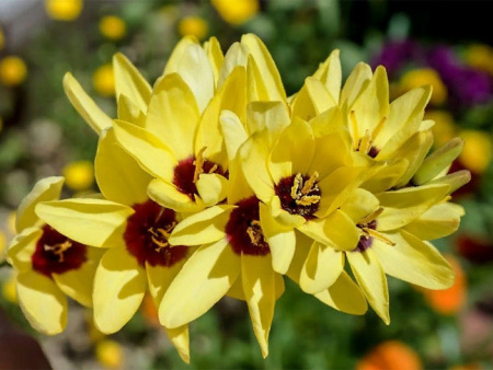 Иксия Yellow Emperor