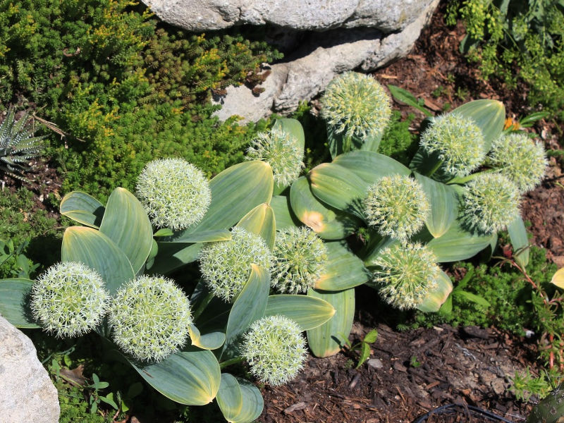 allium ivory queen (лук декоративный айвори куин) 