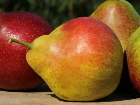 груша Татьяна