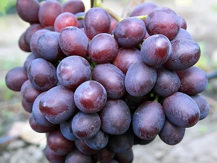 Виноград Памяти Учителя фото и подробное описание зимостойких и сильных саженцев в Долине роз Виноград Памяти Учителя фото