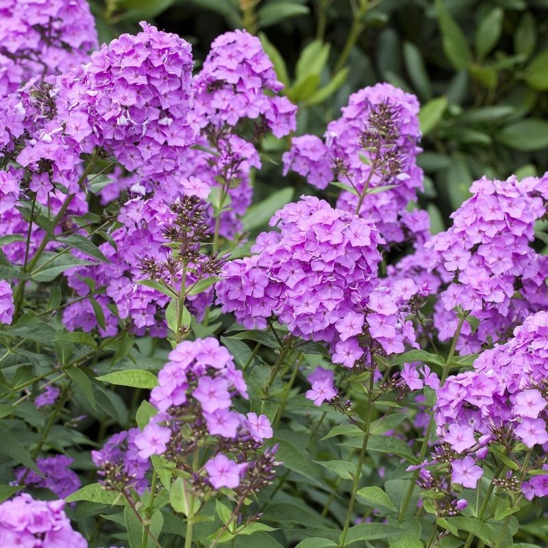 флокс метельчатый аметист