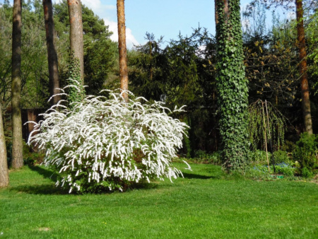 Спирея Грефшейм1