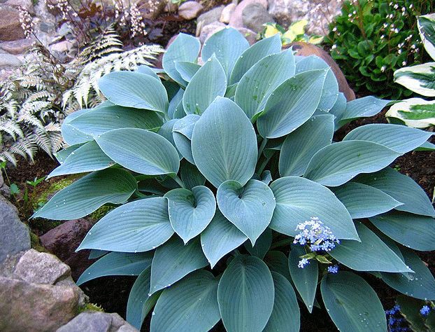 Хоста Халцион хоста халцион