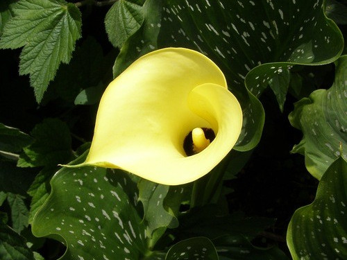 calla Black magic3 calla Black magic3