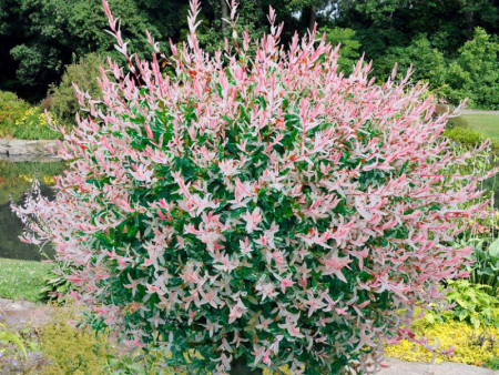 Ива Фламинго2