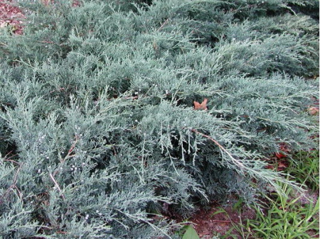 Можжевельник каз Блю Дануб