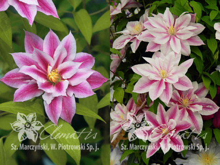 Андромеда1 с