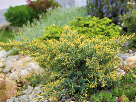 можжевельник дрим джой