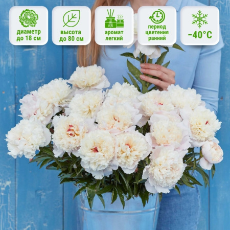 Ширли Темпл