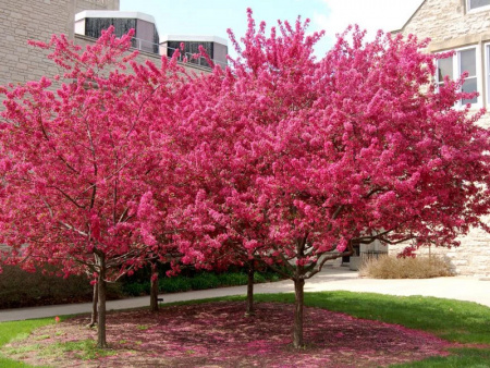 яблоня роялти